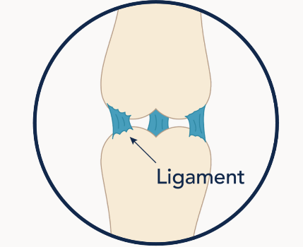 Ligaments