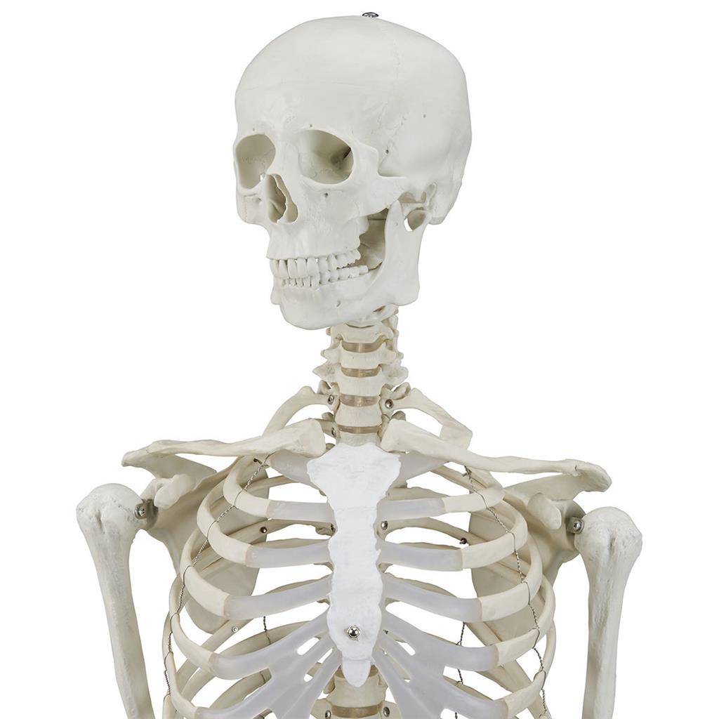 HUMAN SKELETON WITH REMOVABLE LEGS AND ARMS