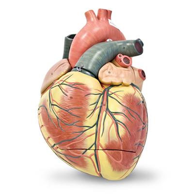 SIMULAIDS JUMBO HEART MODEL (3 PIECE)