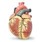 SIMULAIDS JUMBO HEART MODEL (3 PIECE)