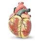 SIMULAIDS JUMBO HEART MODEL (3 PIECE)