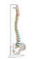 CLASSIC FLEXIBLE SPINE
