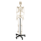 HUMAN SKELETON WITH REMOVABLE LEGS AND ARMS